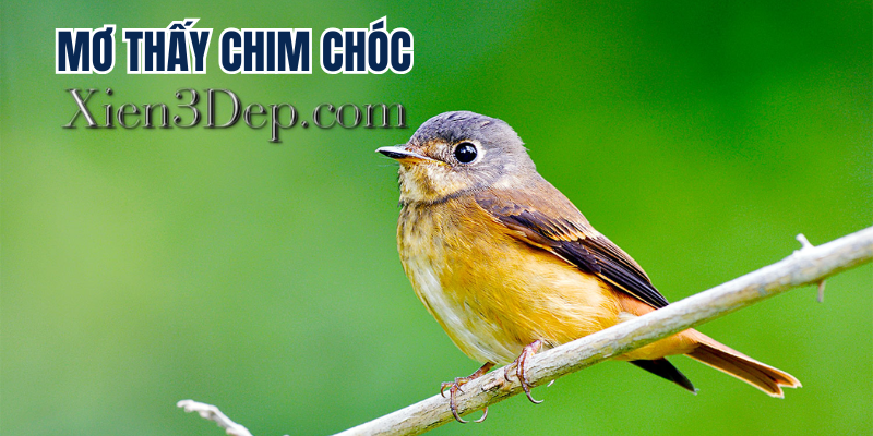 Mơ thấy chim chóc